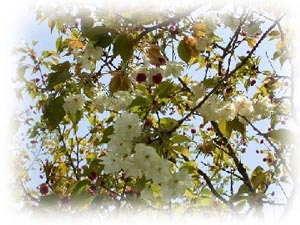 ���F���T�N���ƍg�F�̃T�N��