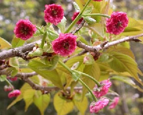 �g�F�̃T�N��