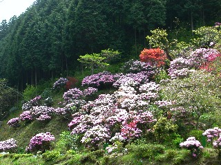 �V���N�i�Q��