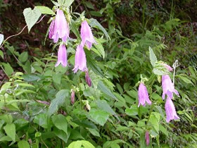 �z�^���u�N��