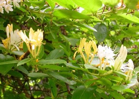 �X�C�J�Y��