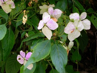 �K�N�E�c�M