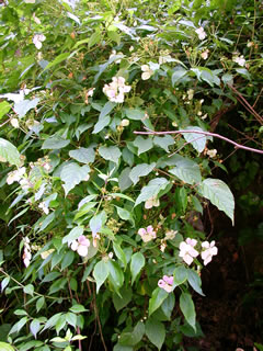 �K�N�E�c�M