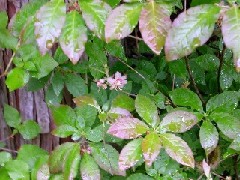 �o�C�J�c�c�W