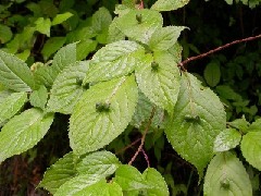 �n�i�C�J�_