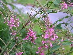 �R�}�c�i�M