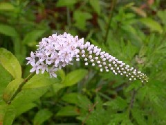 �I�J�g���m�I