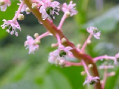 ���E�V�����}�S�{�E