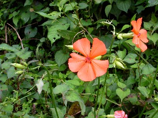 �t�V�O���Z���m�E