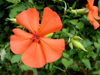 �t�V�O���Z���m�E