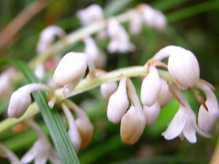 �W���m�q�Q