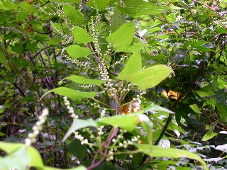 ���}�m�C��