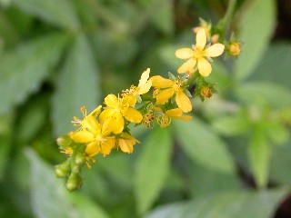 �L���~�Y�q�L