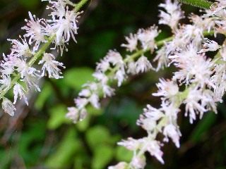 �g���A�V�V���E�}