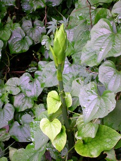 �E�o����