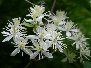 �{�^���d��