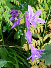 �R�o�M�{�E�V