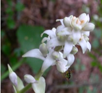 �I�I�o�M�{�E�V�̂ڂ�