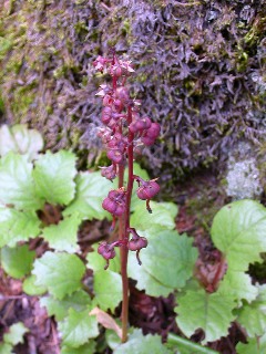 �C�`���N�\�E