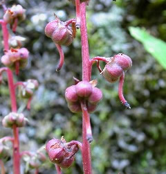 �C�`���N�\�E�̎�