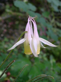 �L���}�I�_�}�L