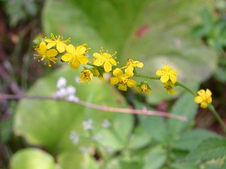 �L���~�Y�q�L