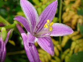 �R�o�M�{�E�V