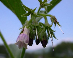 �R���t���[