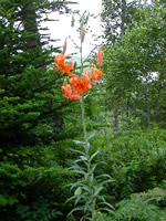 �R�I�j����