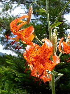 �R�I�j����