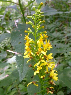 ���^�J���R�E