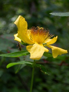 �g���G�\�E